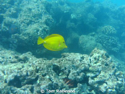 Yellow Tang at Hanauma Bay by Tom Robinson 